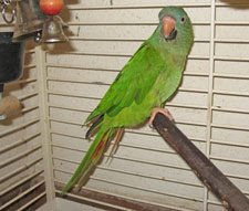 Blue-2-Canon--3-10-08