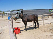 Willie-3--Canon--6-9-07